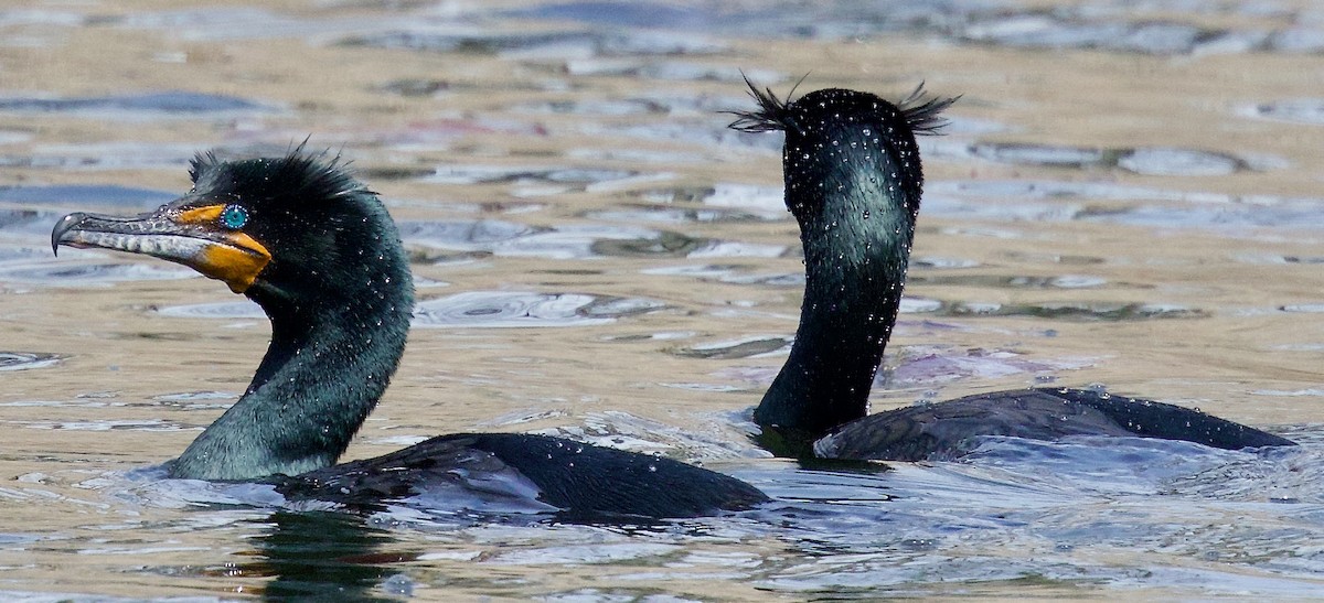 Double-crested Cormorant - ML617378280