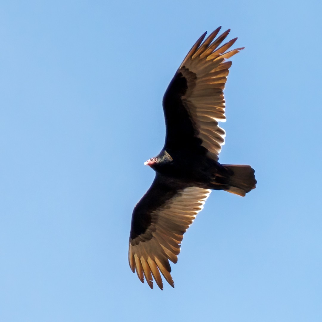 Turkey Vulture - Michel Laquerre