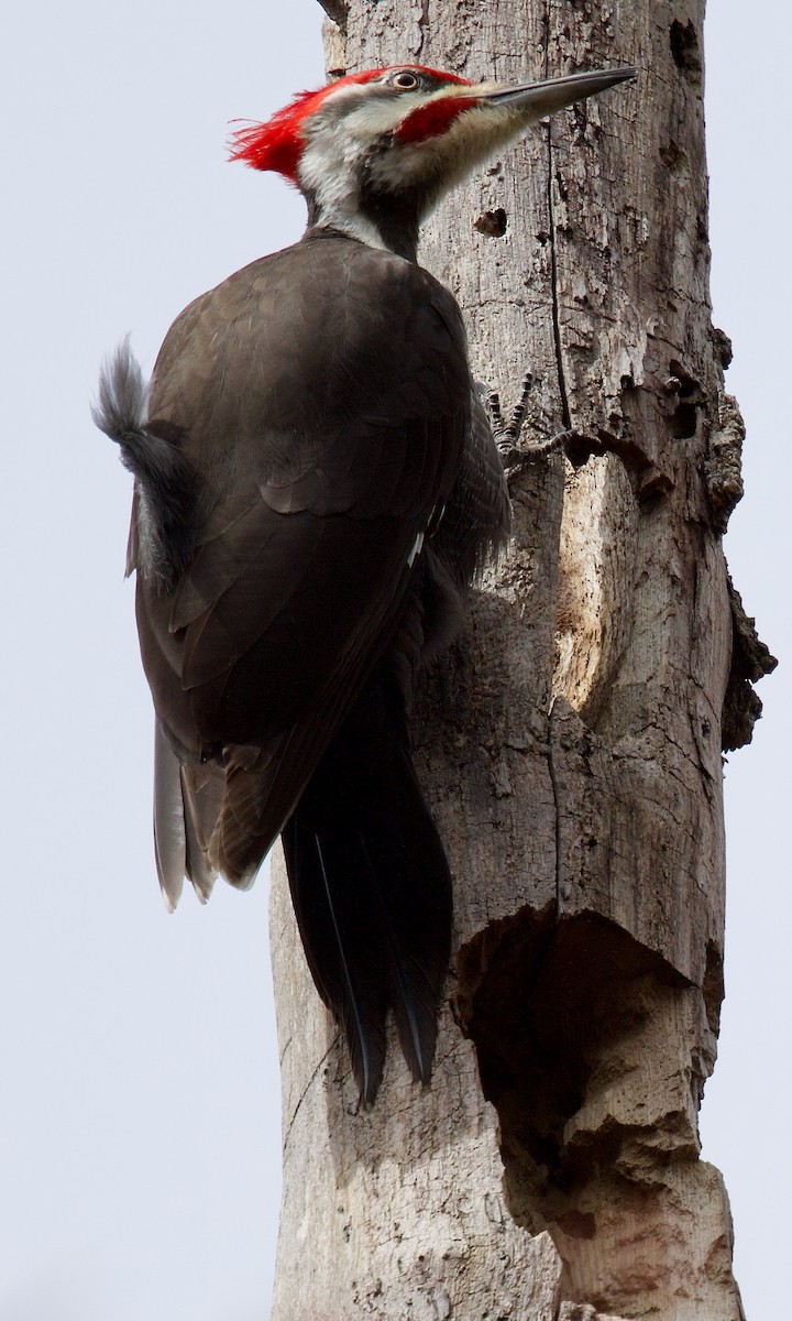 Pileated Woodpecker - ML617378327