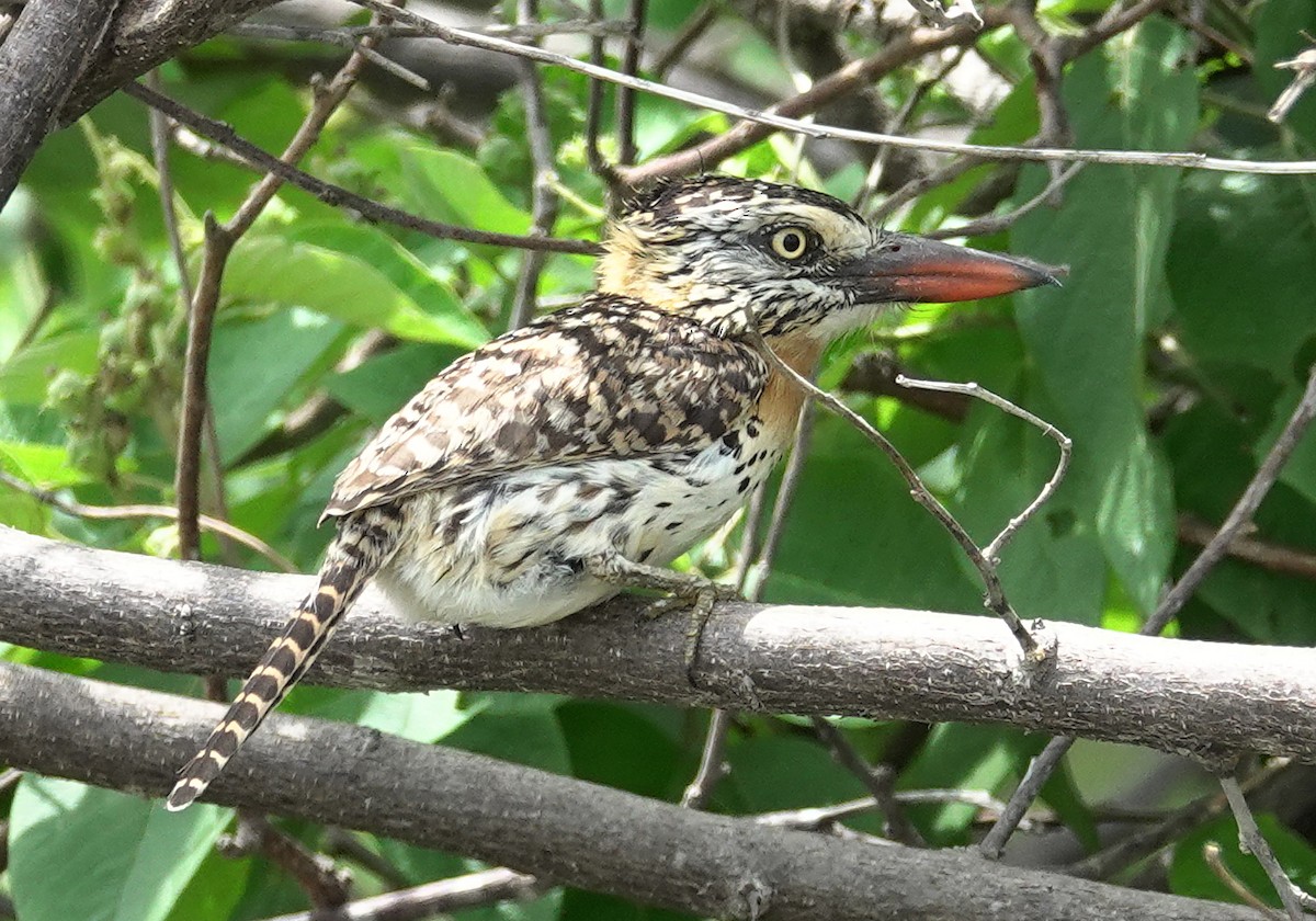 Spot-backed Puffbird (Spot-backed) - Joey Kellner