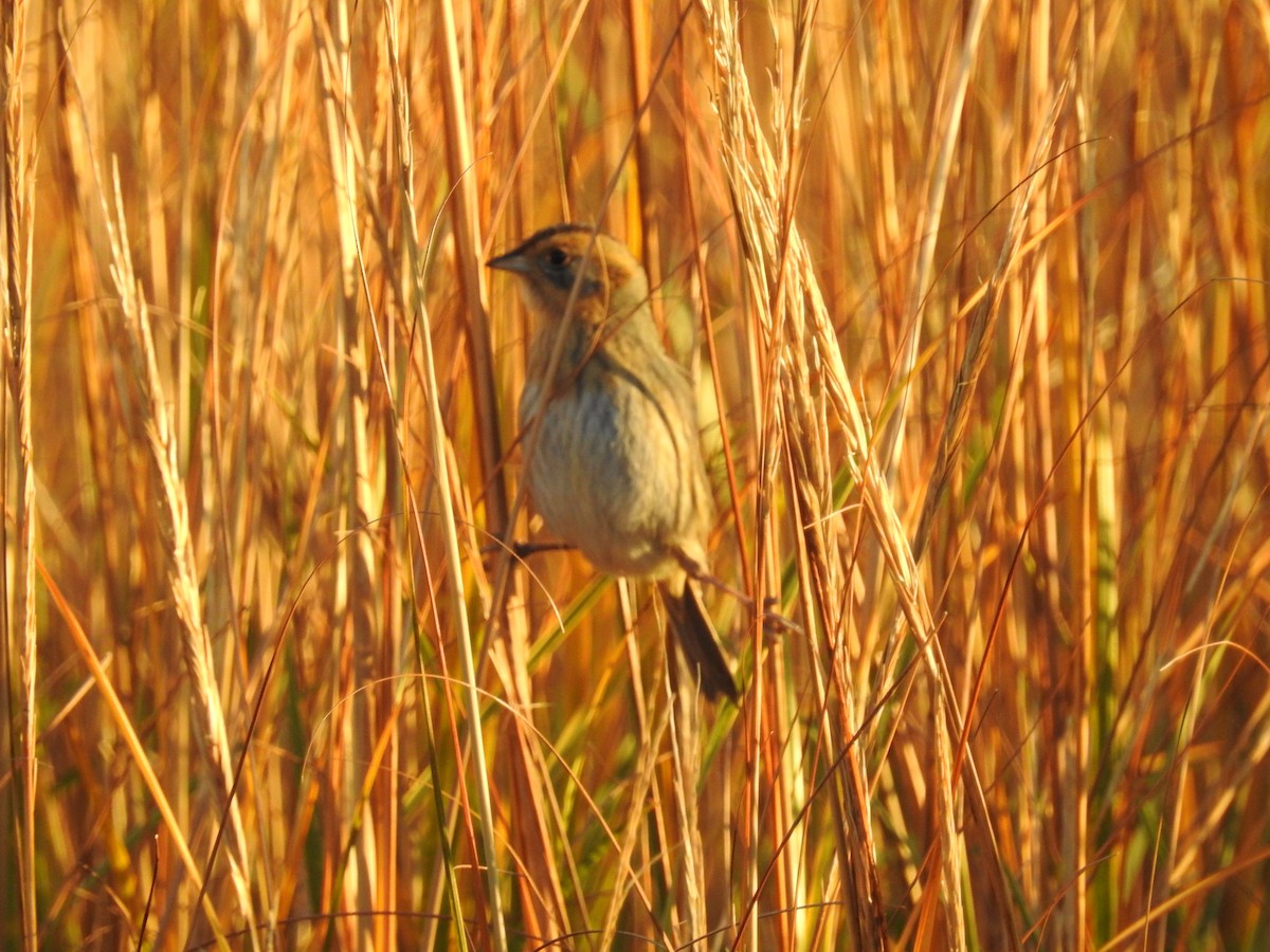 Nelson's Sparrow - joe demko