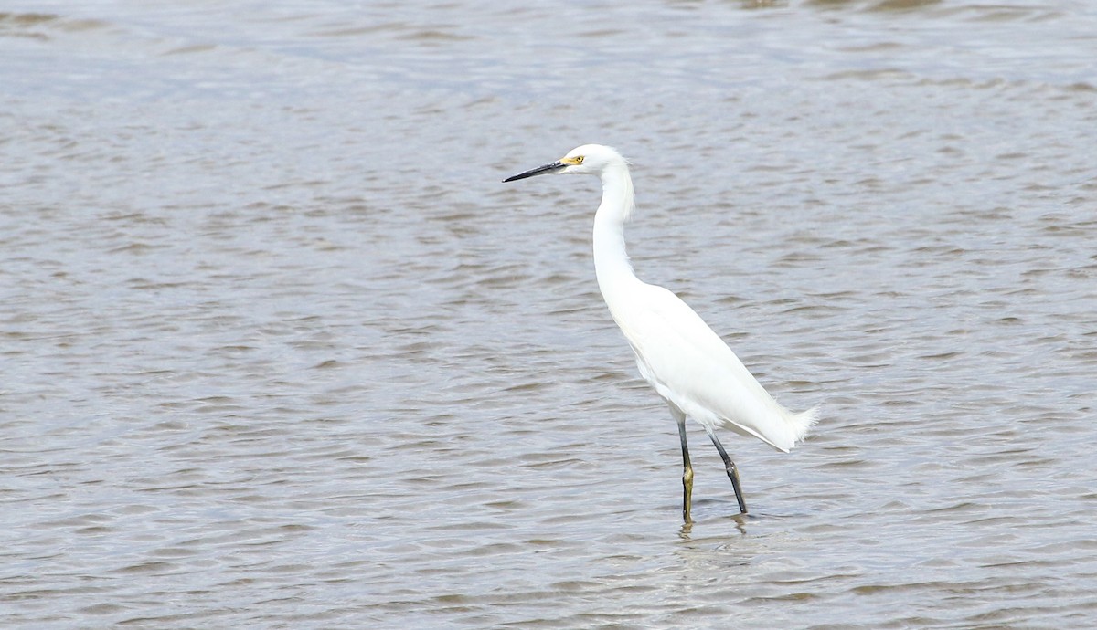 Snowy Egret - ML617378419