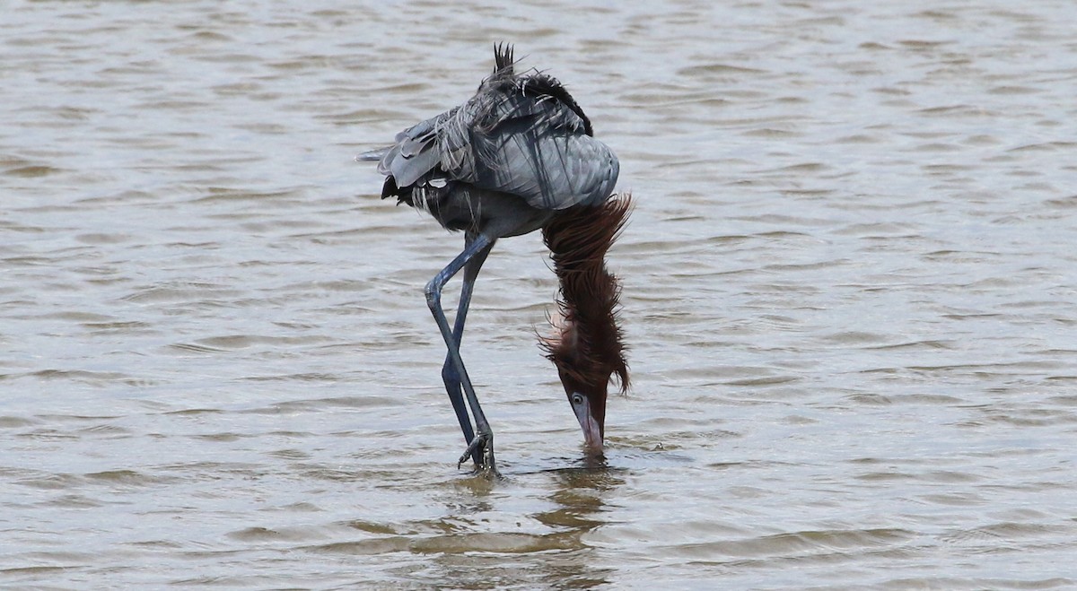 Reddish Egret - ML617378439