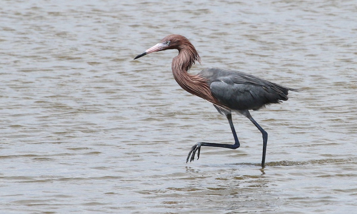 Reddish Egret - ML617378448