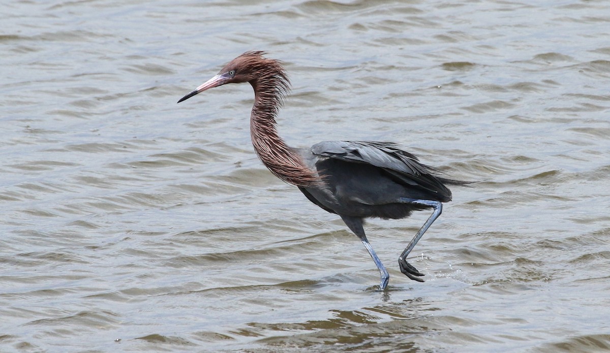 Reddish Egret - ML617378460