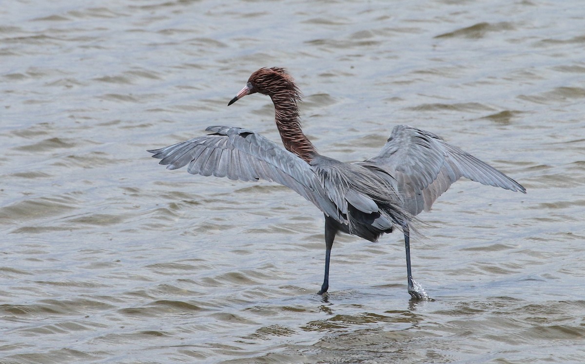 Reddish Egret - ML617378468