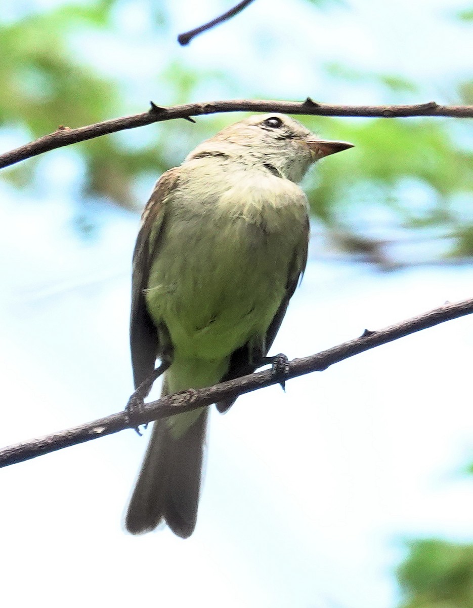 Greenish Elaenia (Greenish) - ML617378469