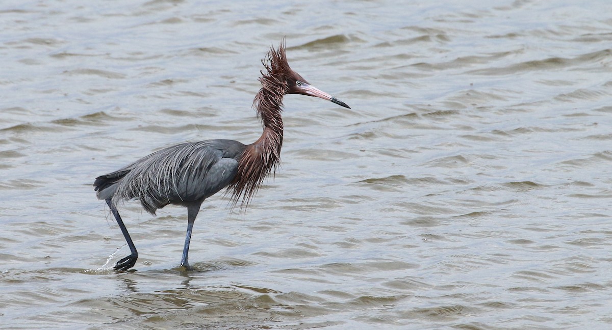 Reddish Egret - ML617378476