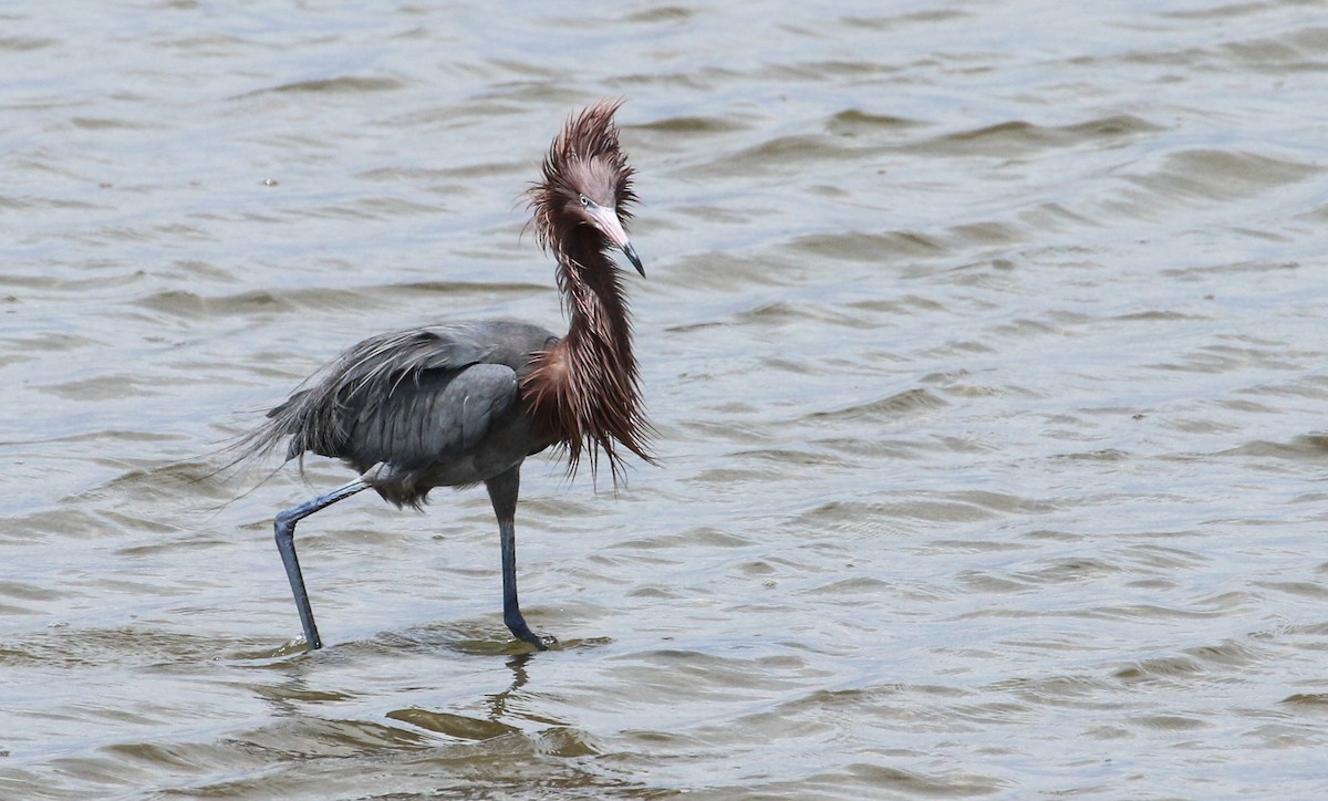 Reddish Egret - ML617378481