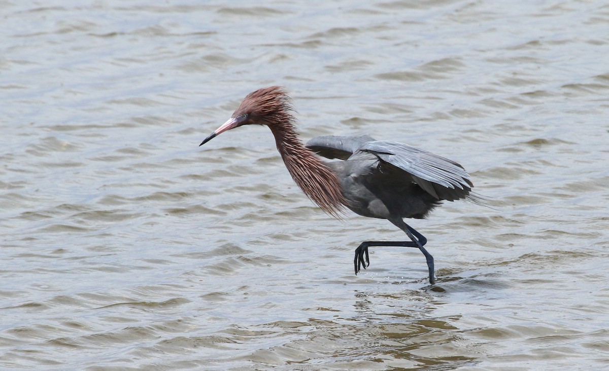 Reddish Egret - Mark Dettling