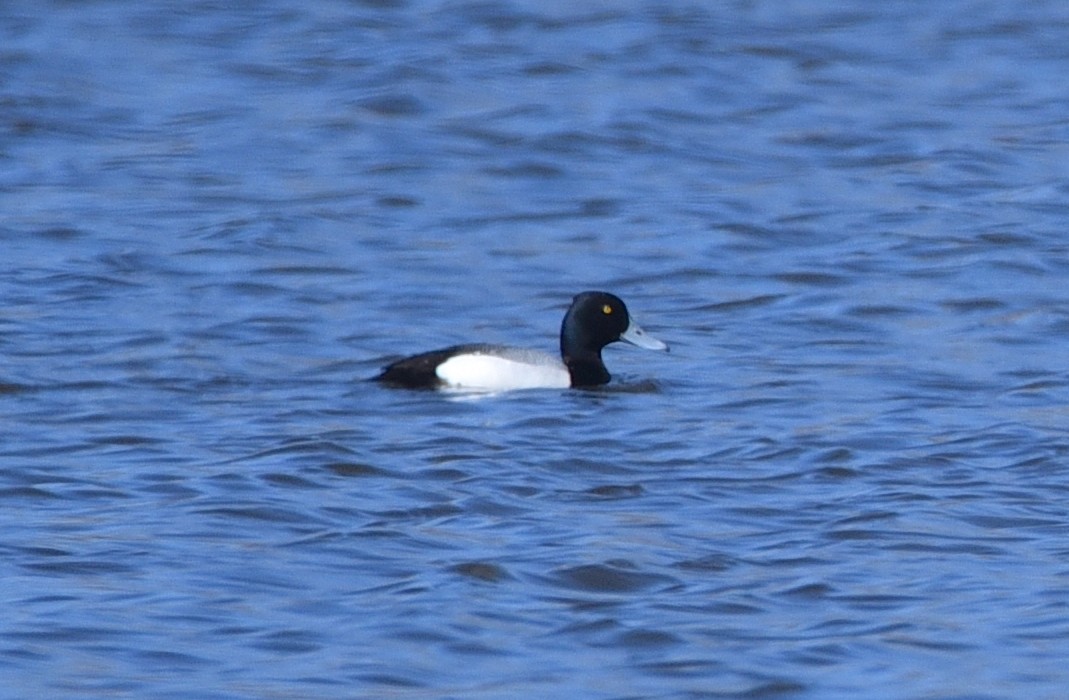 Greater Scaup - ML617378489