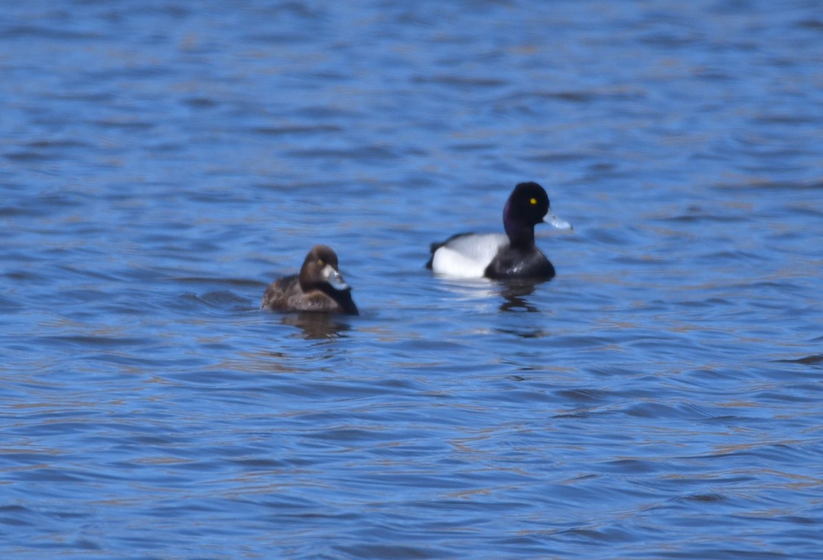 Greater Scaup - ML617378490