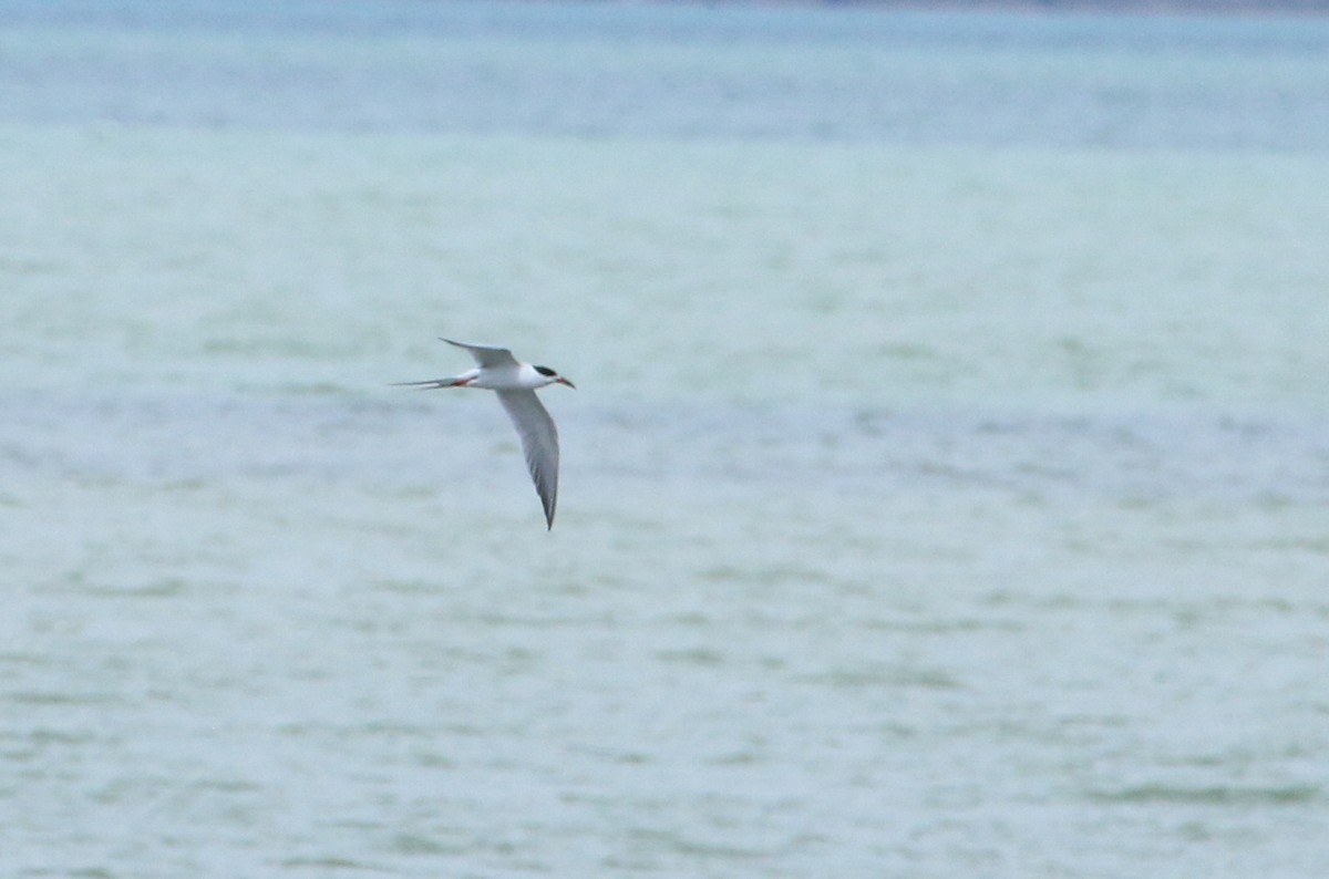 Forster's Tern - ML617378494