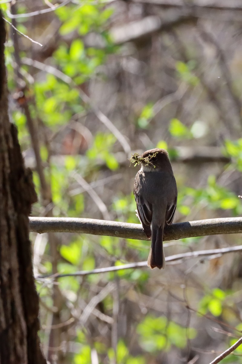 Eastern Phoebe - ML617378495