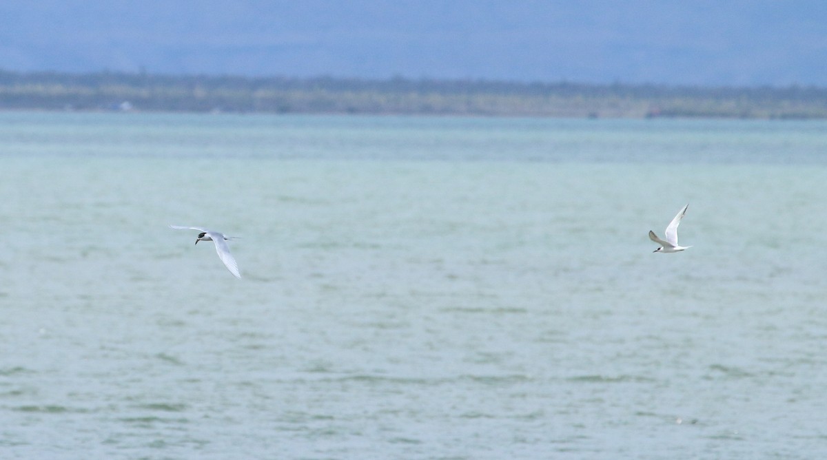 Forster's Tern - ML617378508