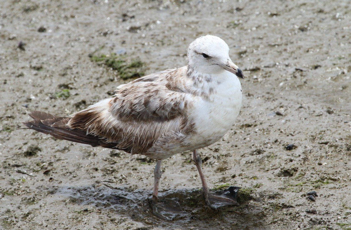 California Gull - ML617378513