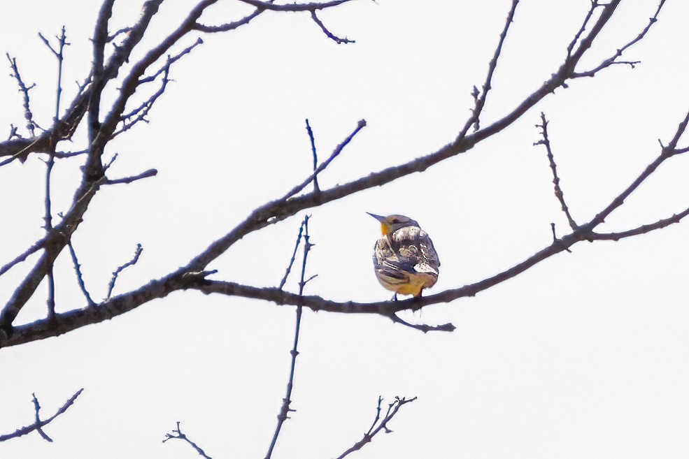 Eastern Meadowlark - Michel Laquerre