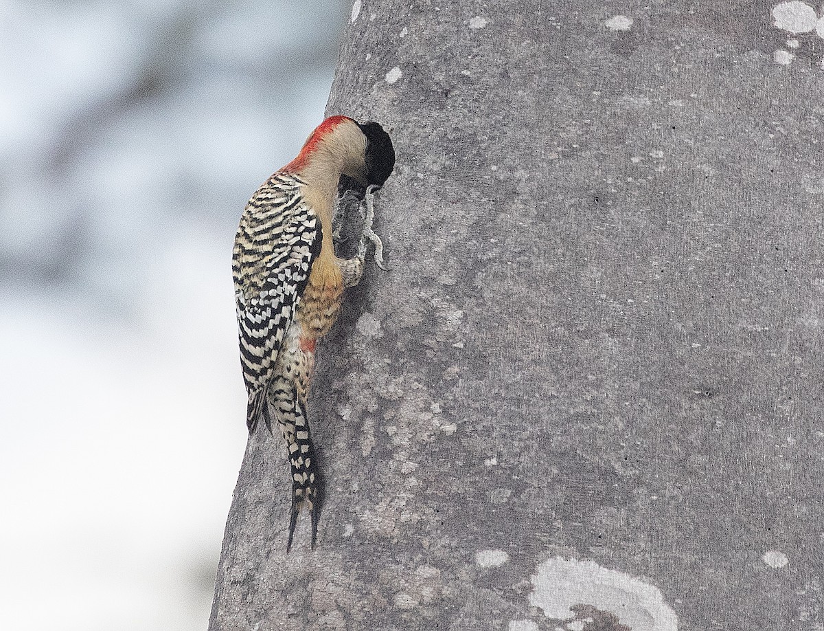 West Indian Woodpecker - Freddy Camara