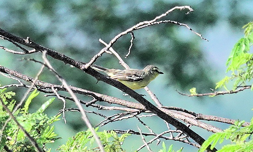 Greater Wagtail-Tyrant (Caatinga) - Joey Kellner