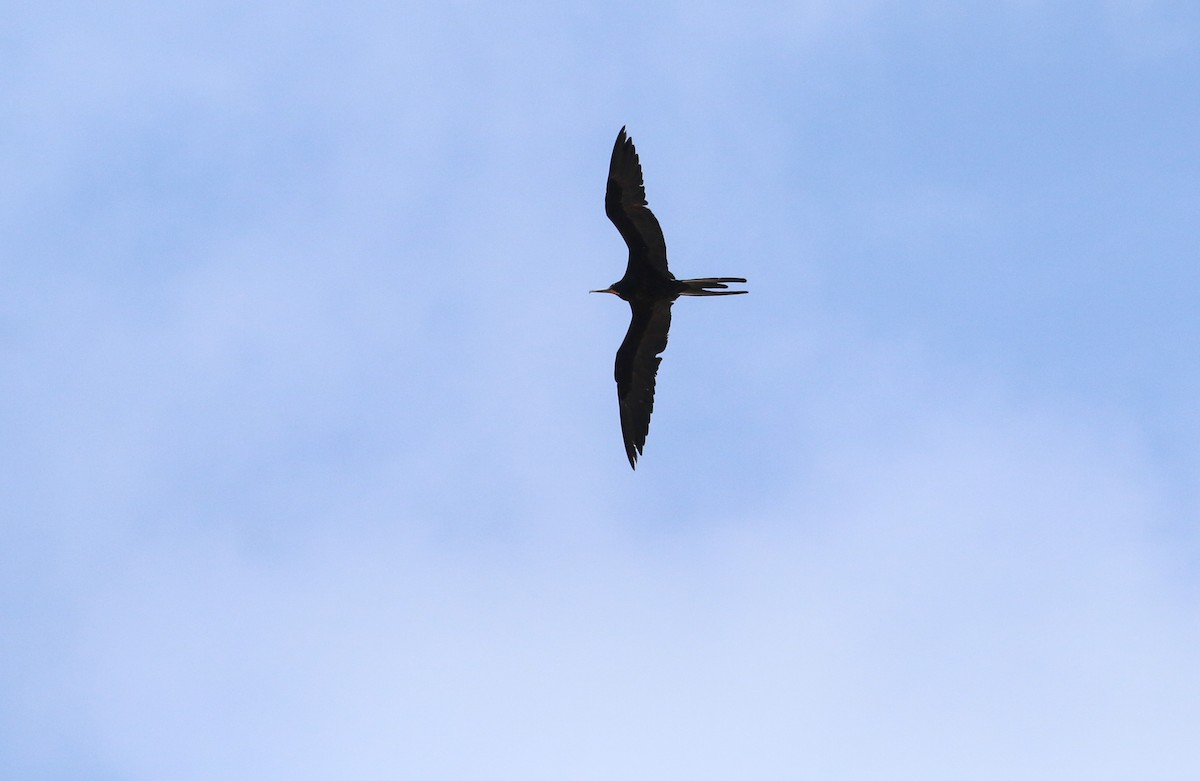 Magnificent Frigatebird - ML617378539