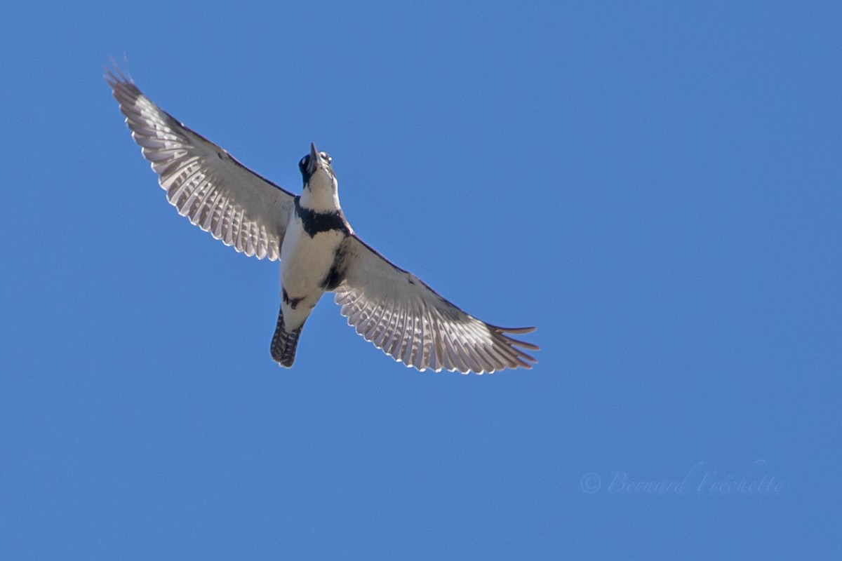 Belted Kingfisher - Bernard Fréchette