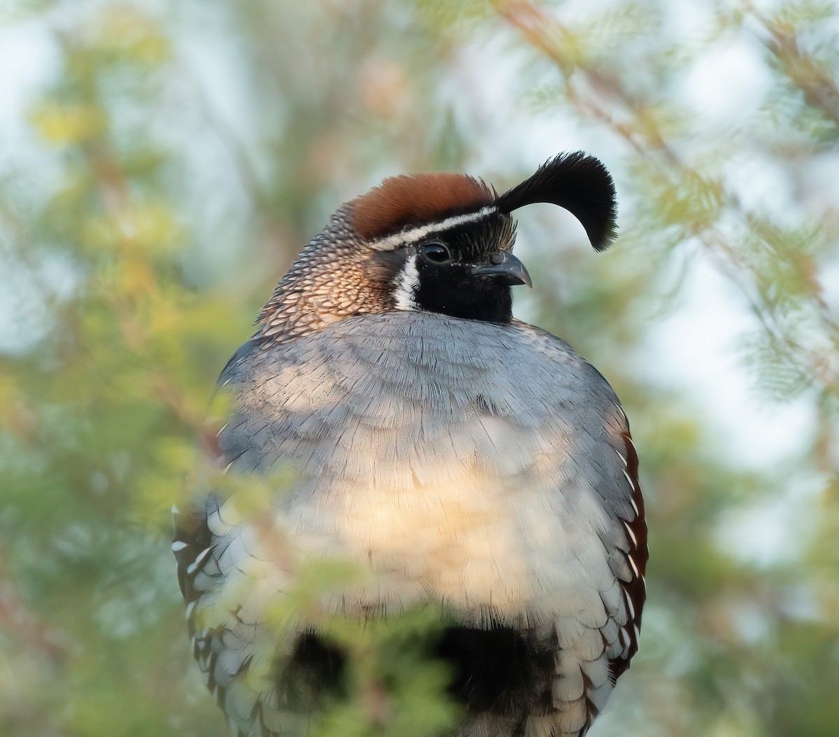 Gambel's Quail - ML617378550