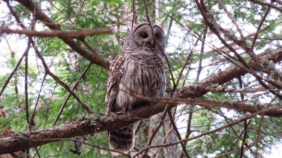 Barred Owl - ML617378553