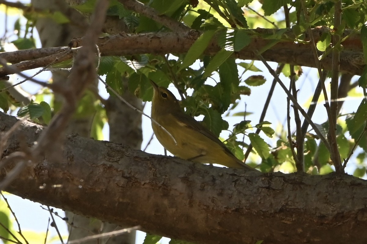 Orange-crowned Warbler - ML617378558