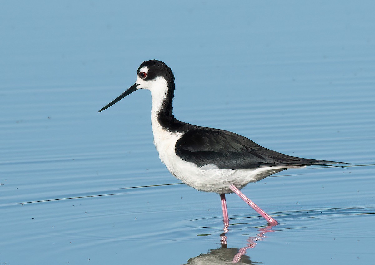 Black-necked Stilt (Black-necked) - ML617378560