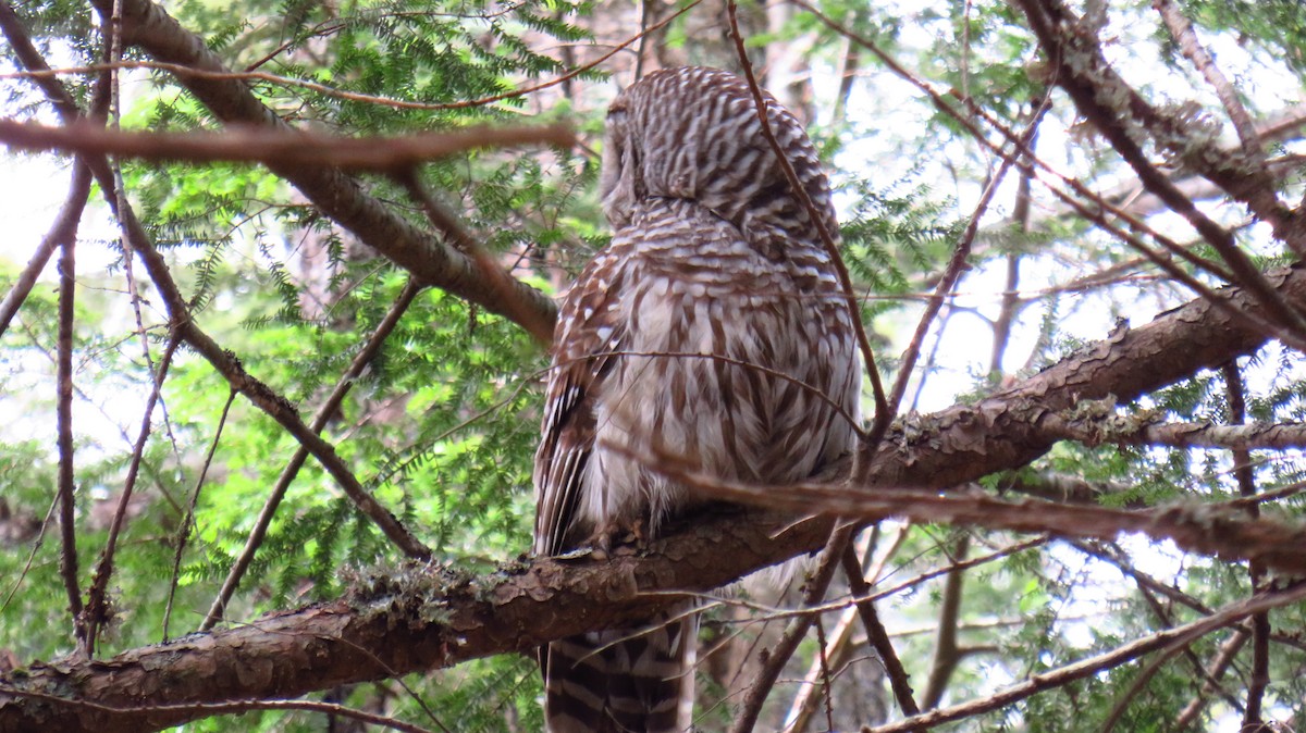 Barred Owl - ML617378568