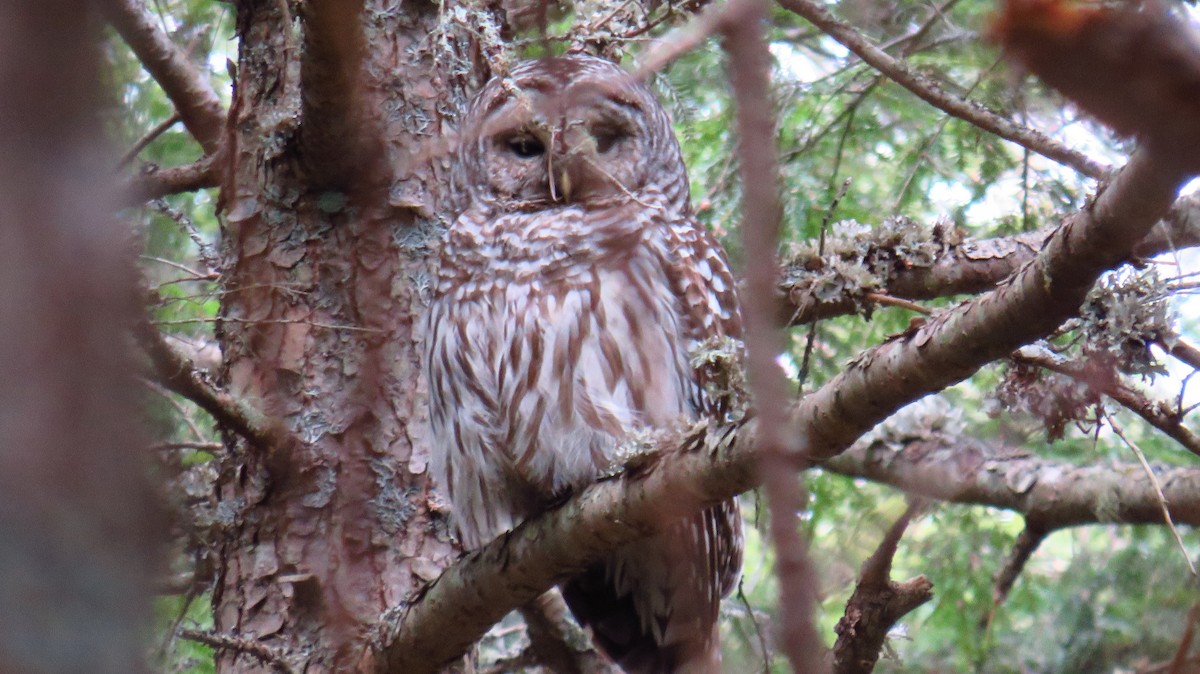 Barred Owl - ML617378569