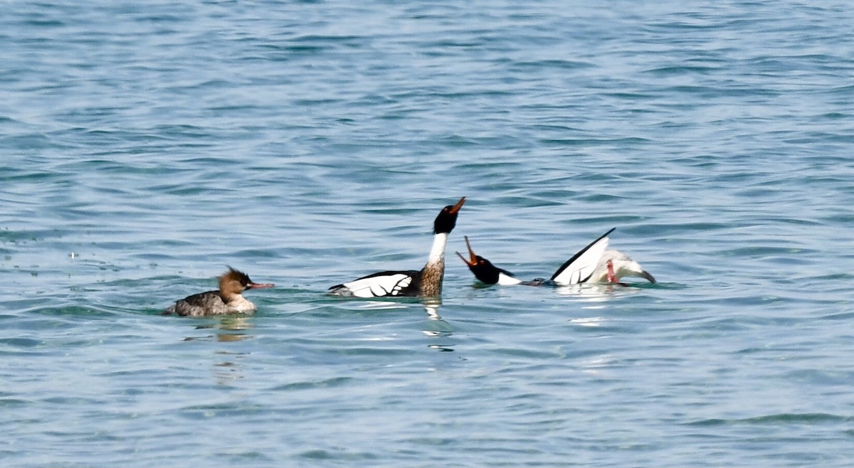 Red-breasted Merganser - ML617378575