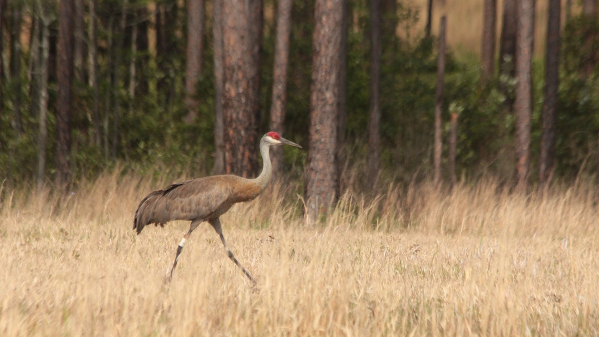 Sandhill Crane (pulla) - ML617378579