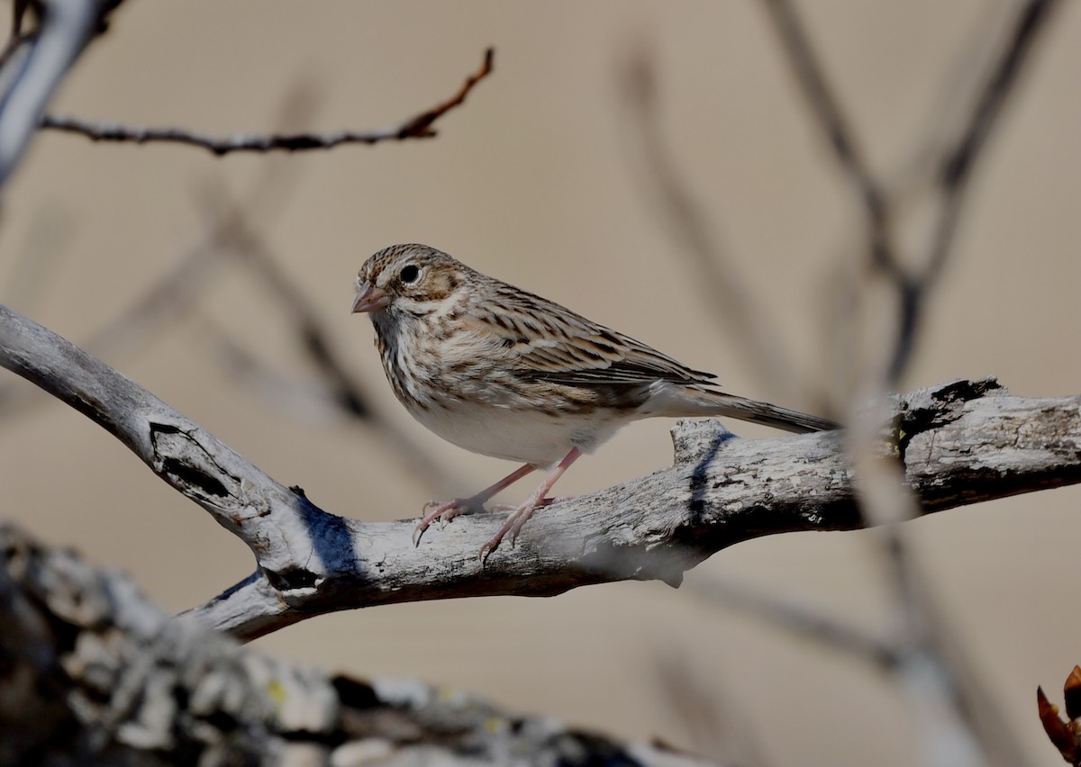 Vesper Sparrow - ML617378599