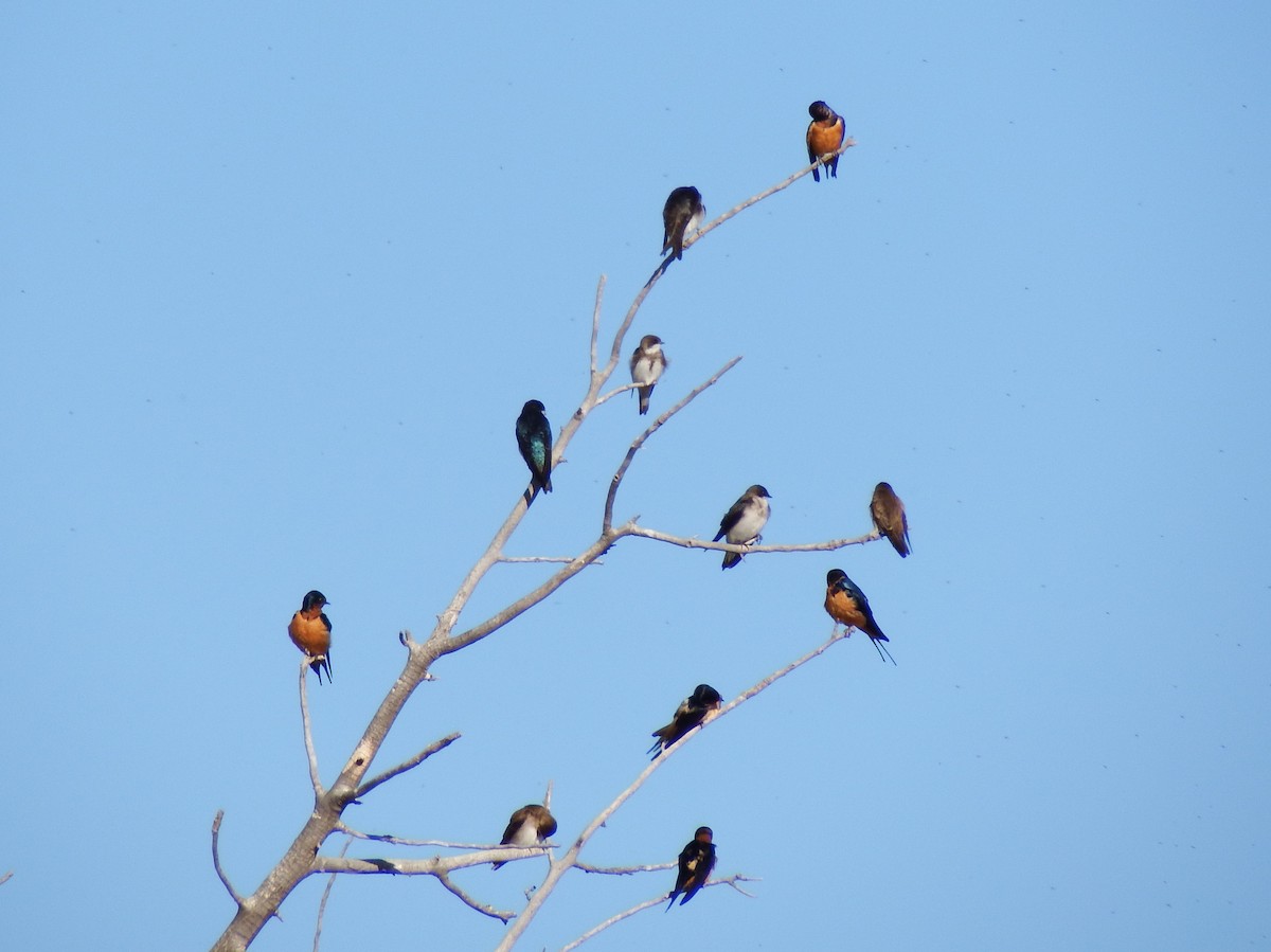 Northern Rough-winged Swallow - ML617378608