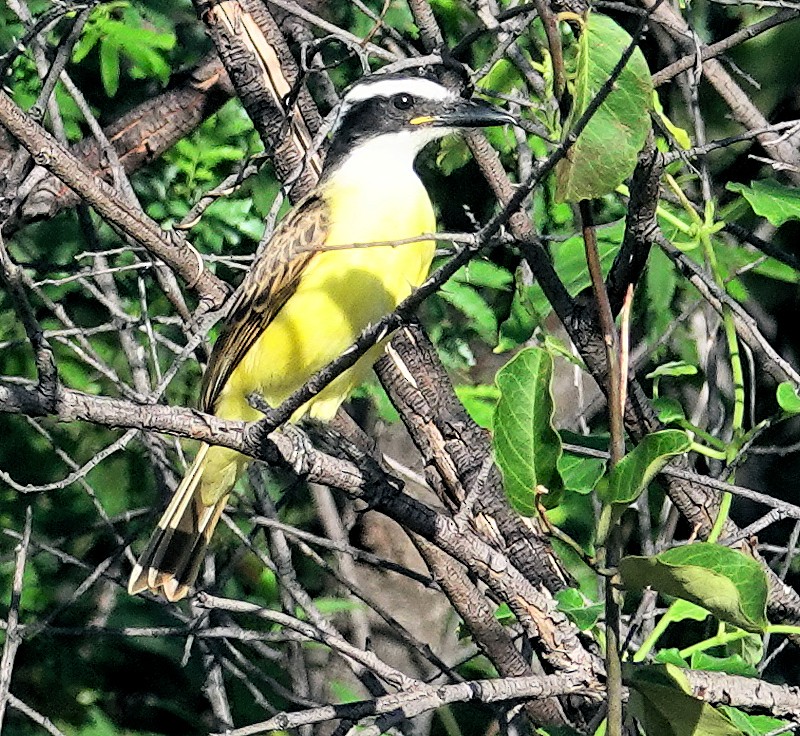 Social Flycatcher - Joey Kellner