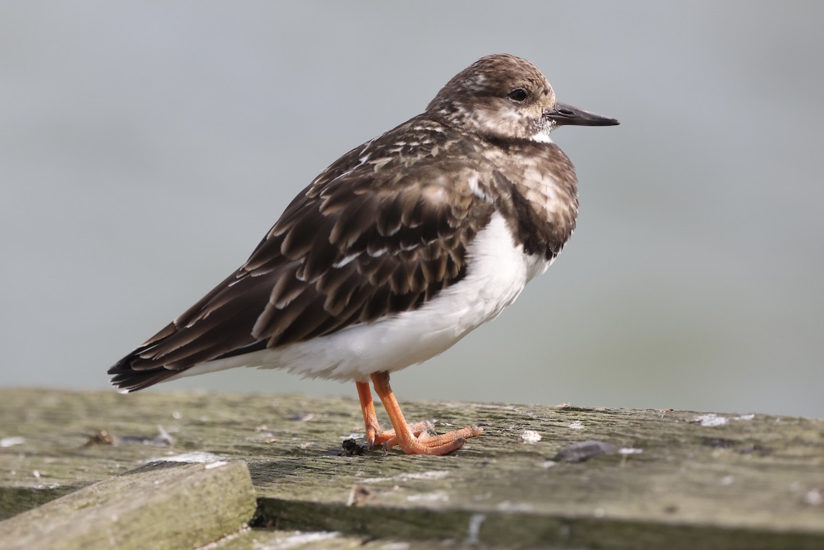 Ruddy Turnstone - Tyler Atkinson