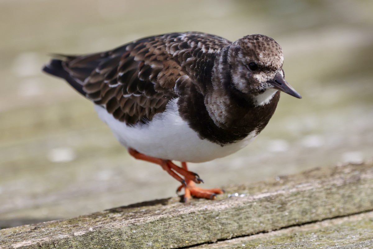 Ruddy Turnstone - Tyler Atkinson