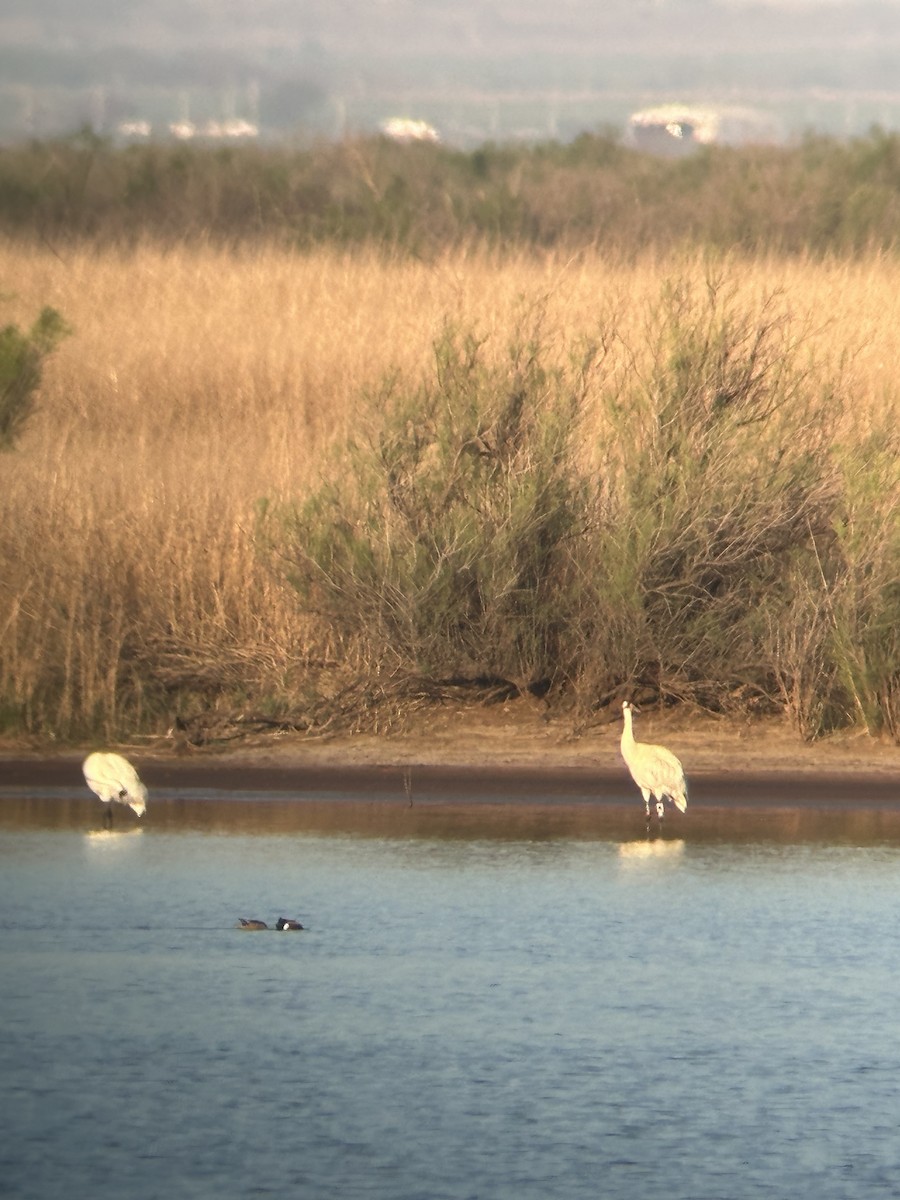 Whooping Crane - ML617378642