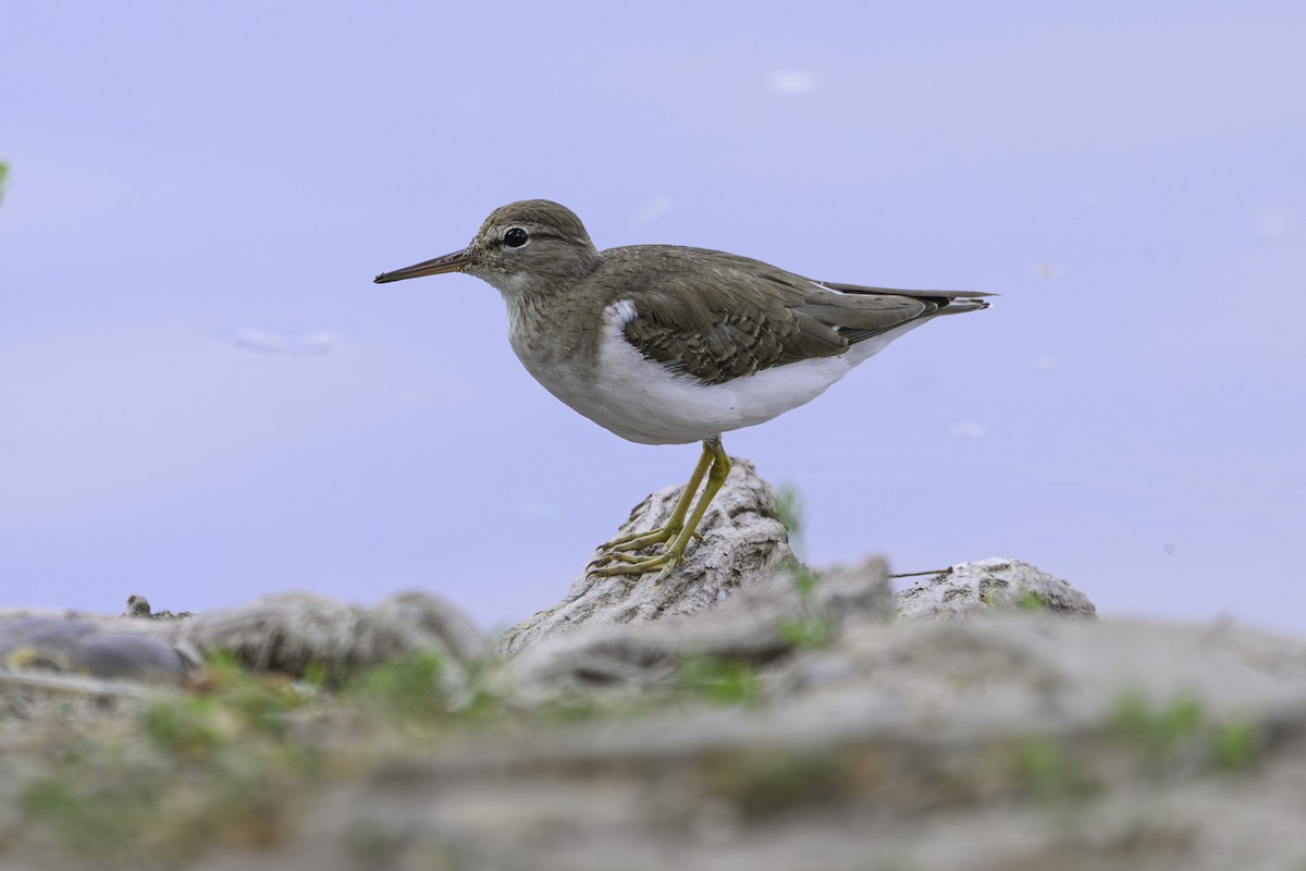 Spotted Sandpiper - ML617378646