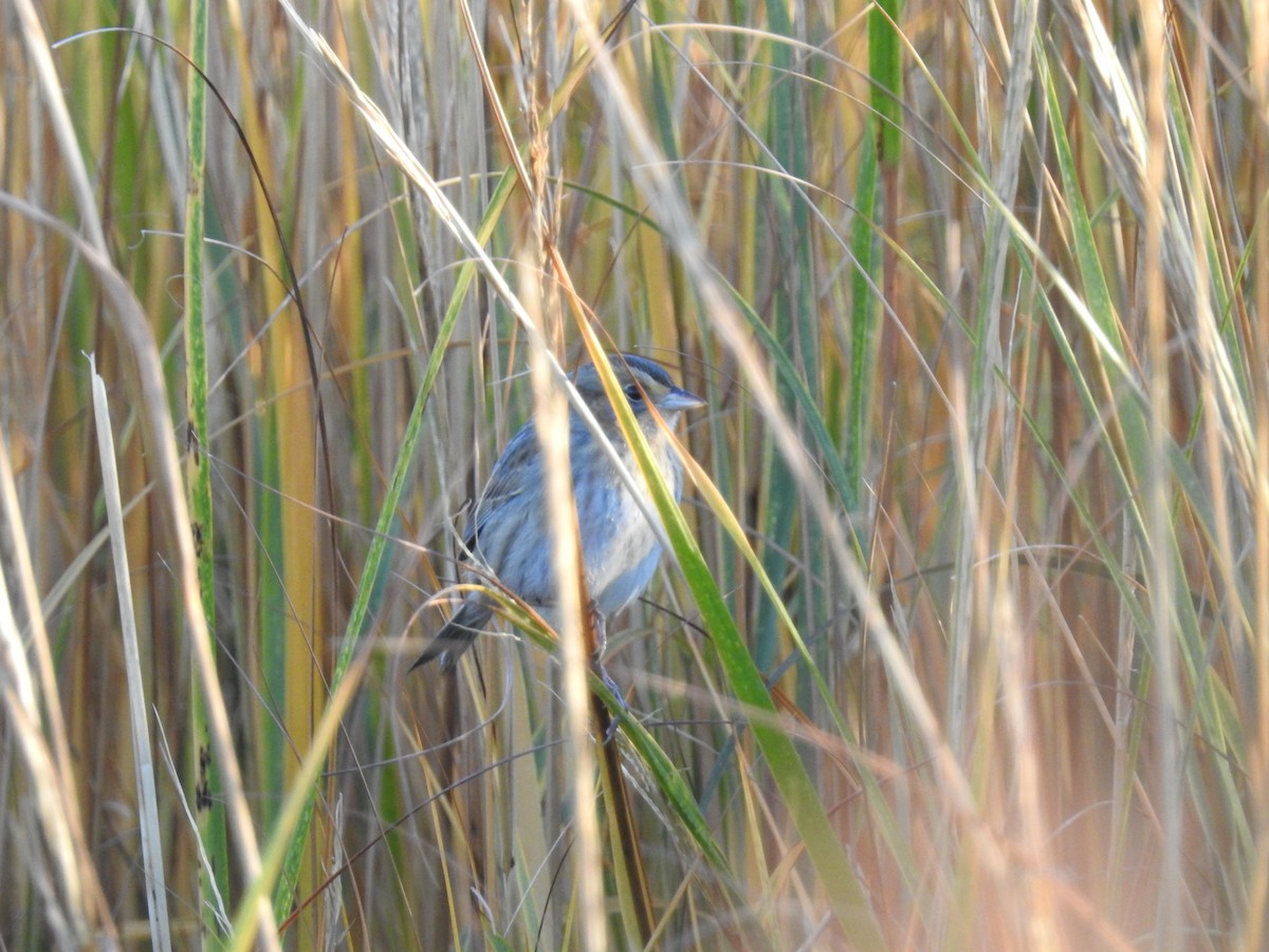 Seaside Sparrow - ML617378648