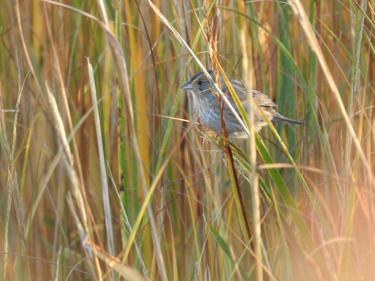 Seaside Sparrow - ML617378656