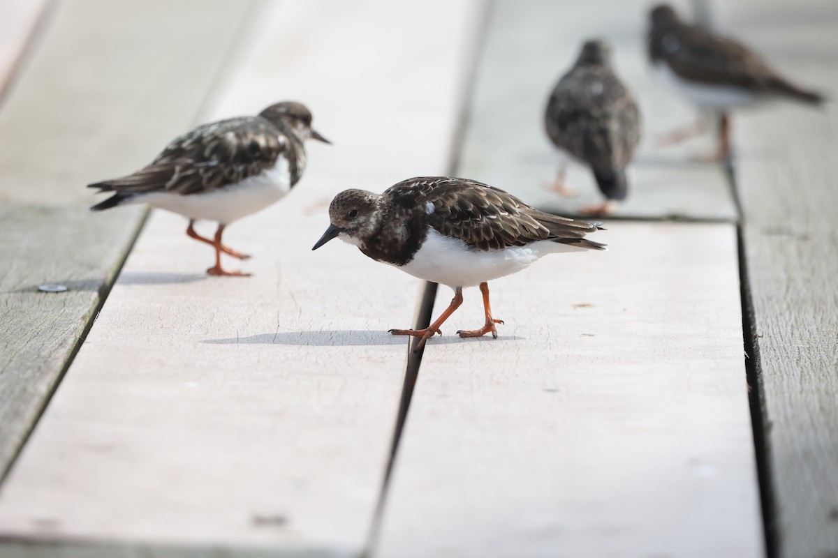 Ruddy Turnstone - Tyler Atkinson