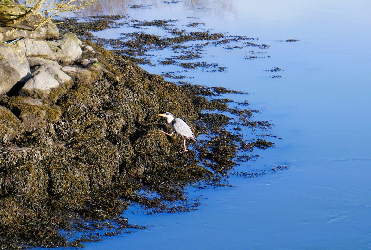 Gray Heron - John M Campbell