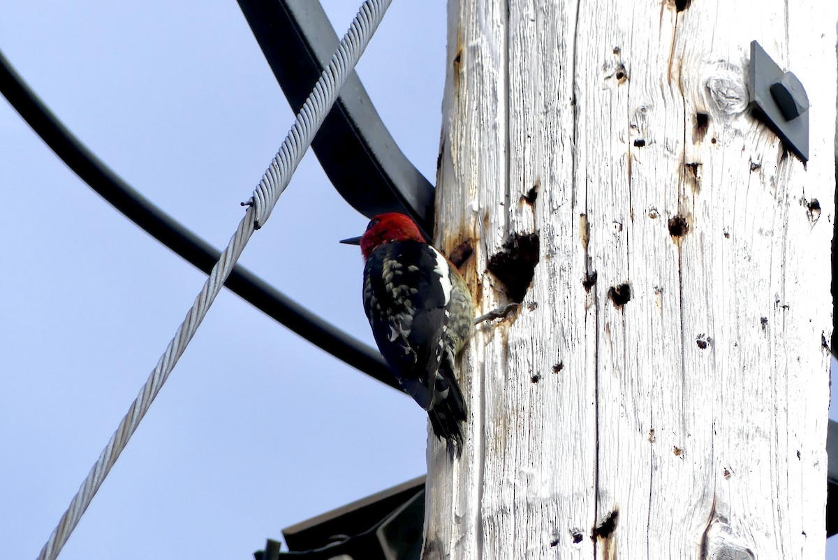 Red-breasted Sapsucker - ML617378706