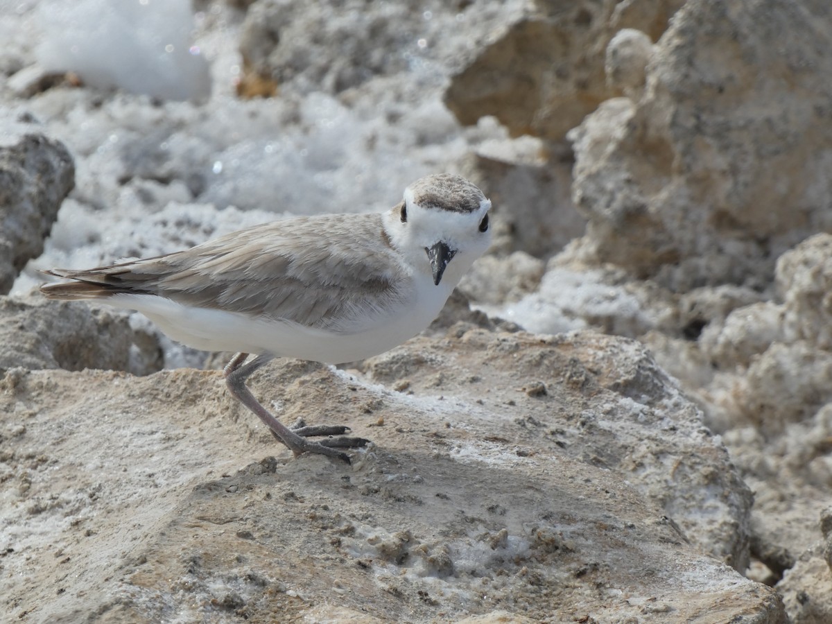 Pluvier neigeux - ML617378717