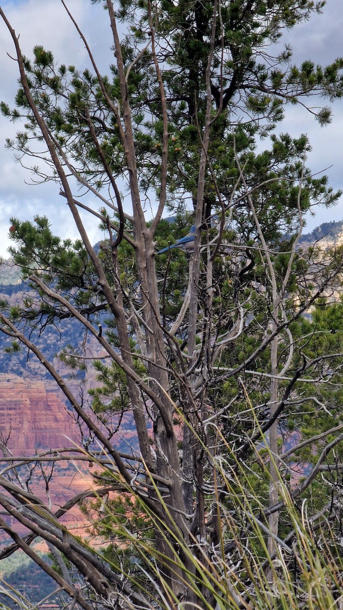 Woodhouse's Scrub-Jay - ML617378718