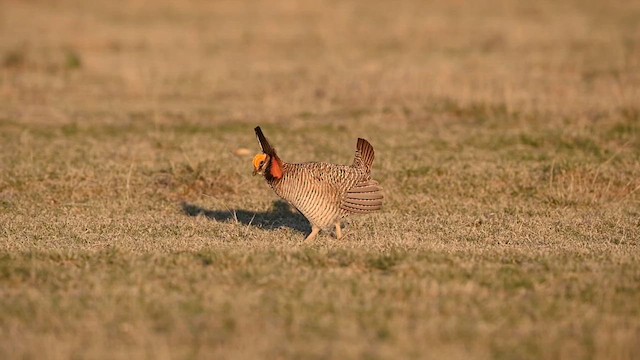 Lesser Prairie-Chicken - ML617378728