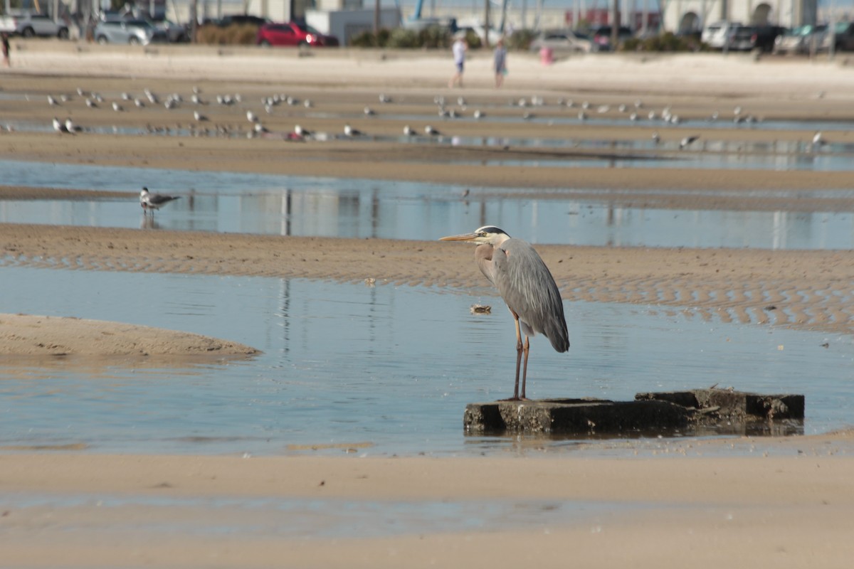 Great Blue Heron - ML617378791