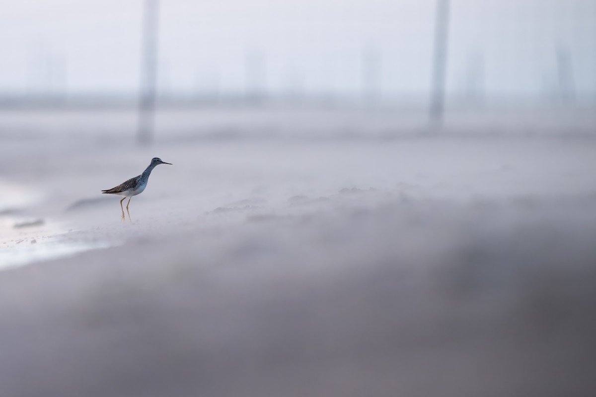 Lesser Yellowlegs - ML617378837